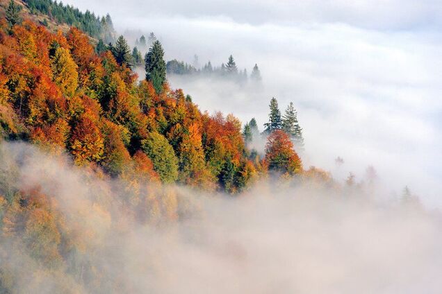 В Україні оголосили І рівень небезпеки через туман