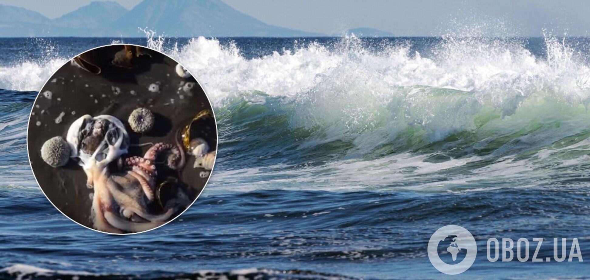 На берег Авачинської затоки викинуло багато мертвих морських тварин