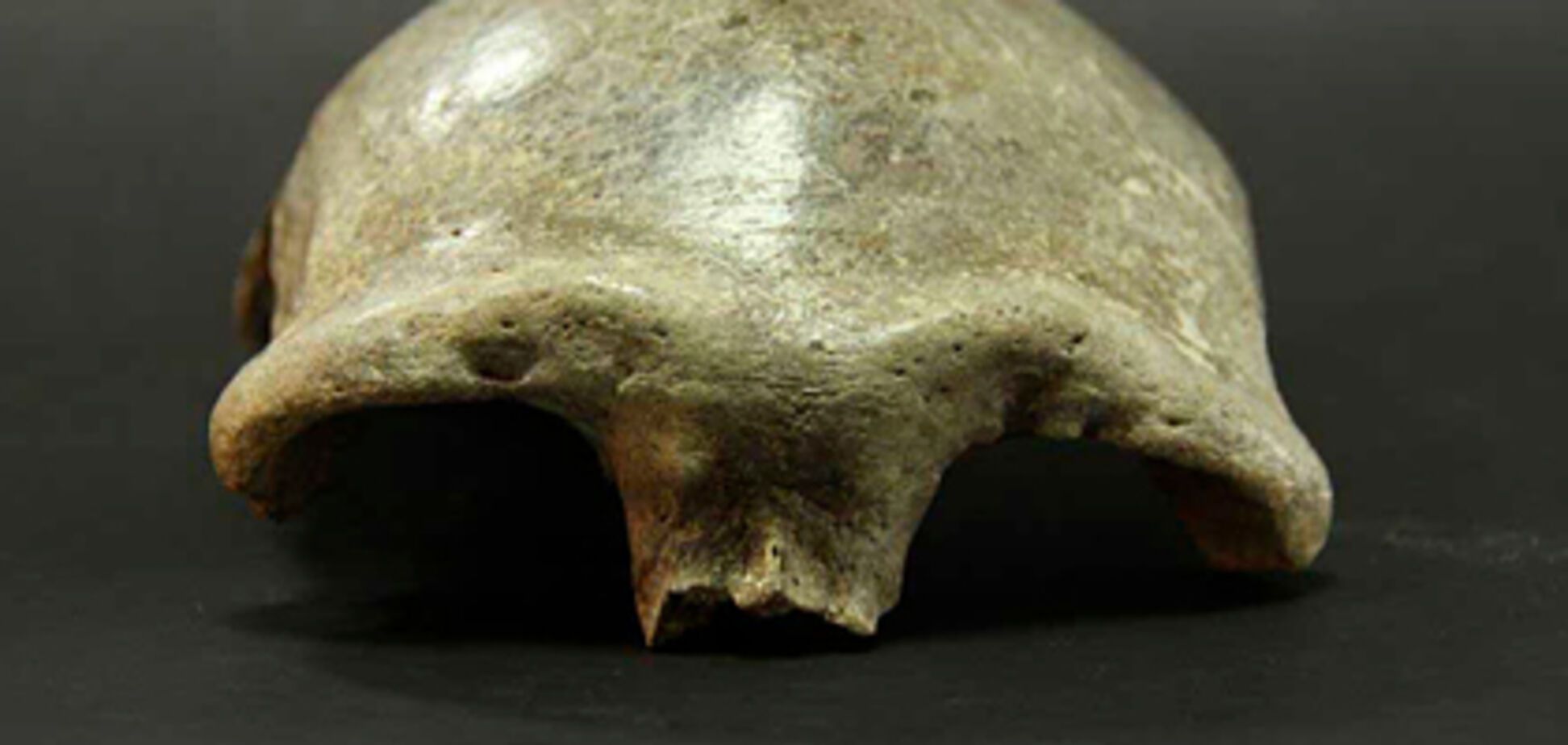 Ученые проанализировали останки женщины, жившей 34 тысячи лет назад