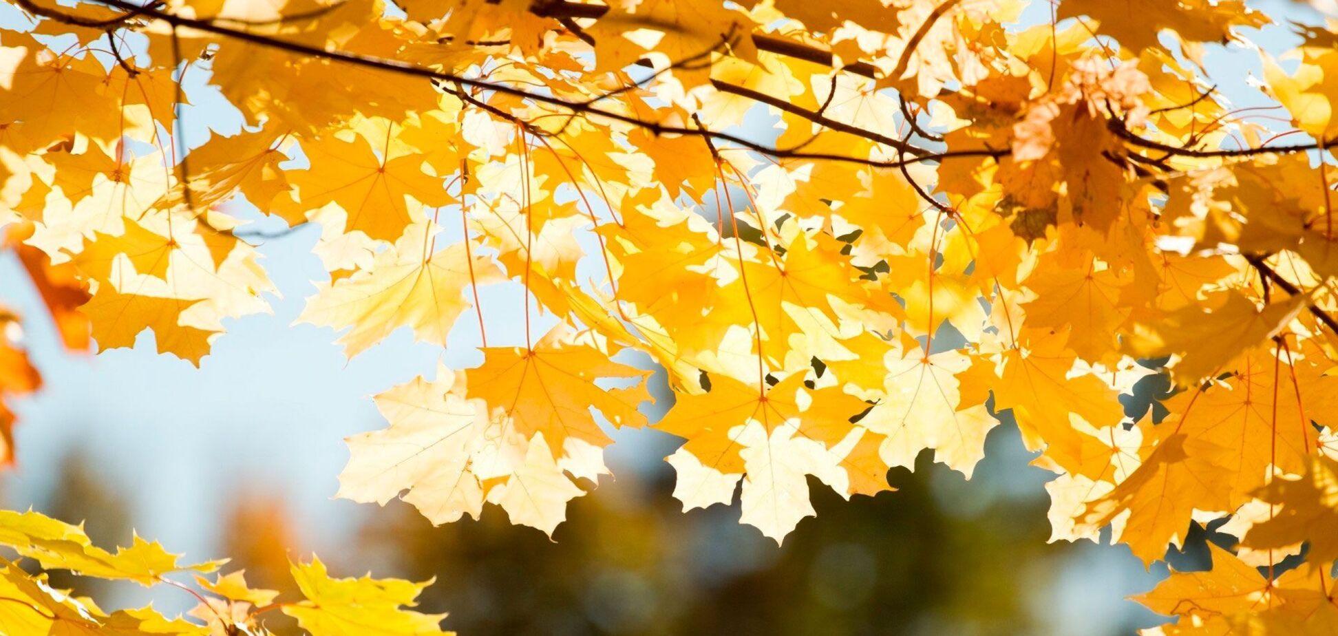 Прогноз погоды в Украине