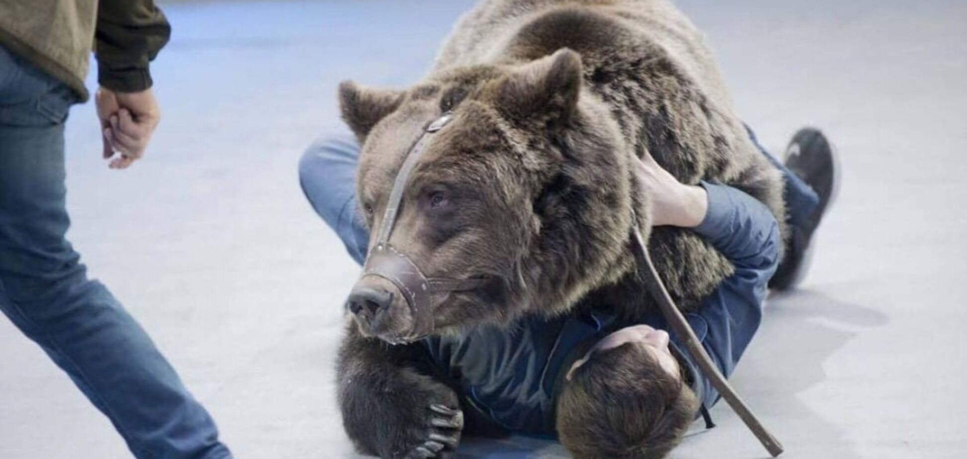 У московському цирку ведмідь убив людину