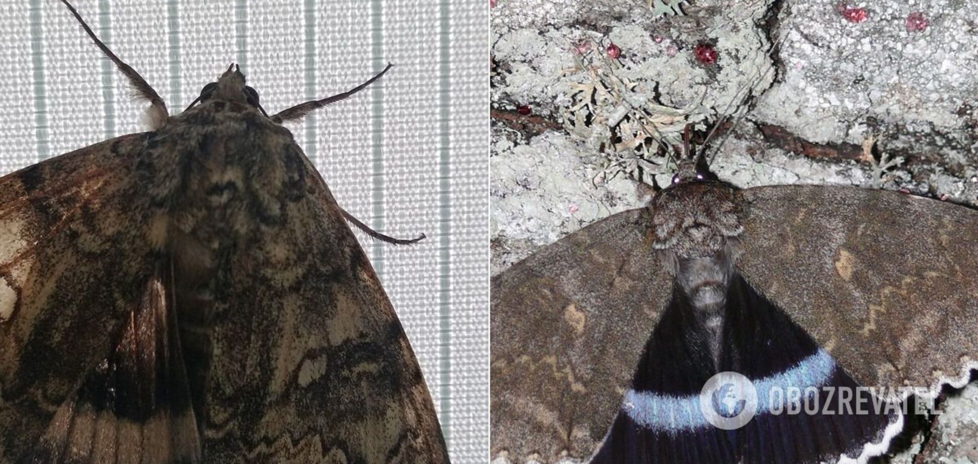 У Чорнобилі з'явився гігантська метелик