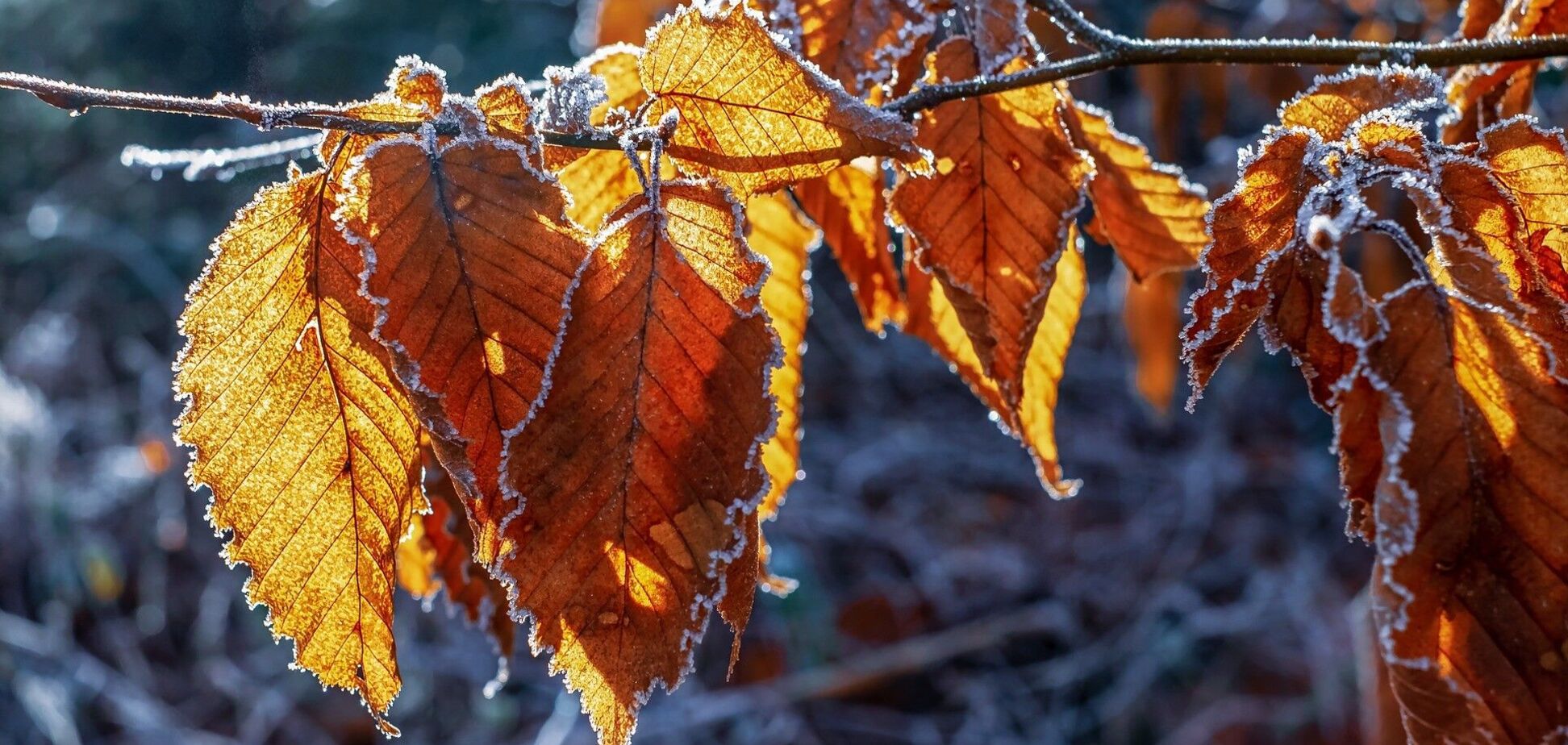 В Украине существенно похолодает со следующей недели