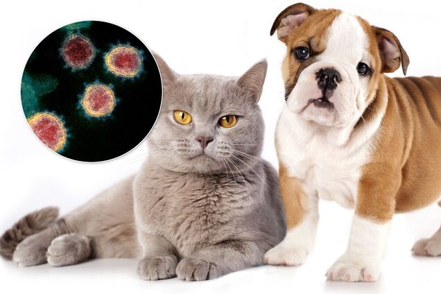 Чи можуть коти і собаки підчепити COVID-19: лікар дав відповідь