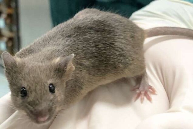 В Германии зафиксировали передачу хантавируса от крысы человеку