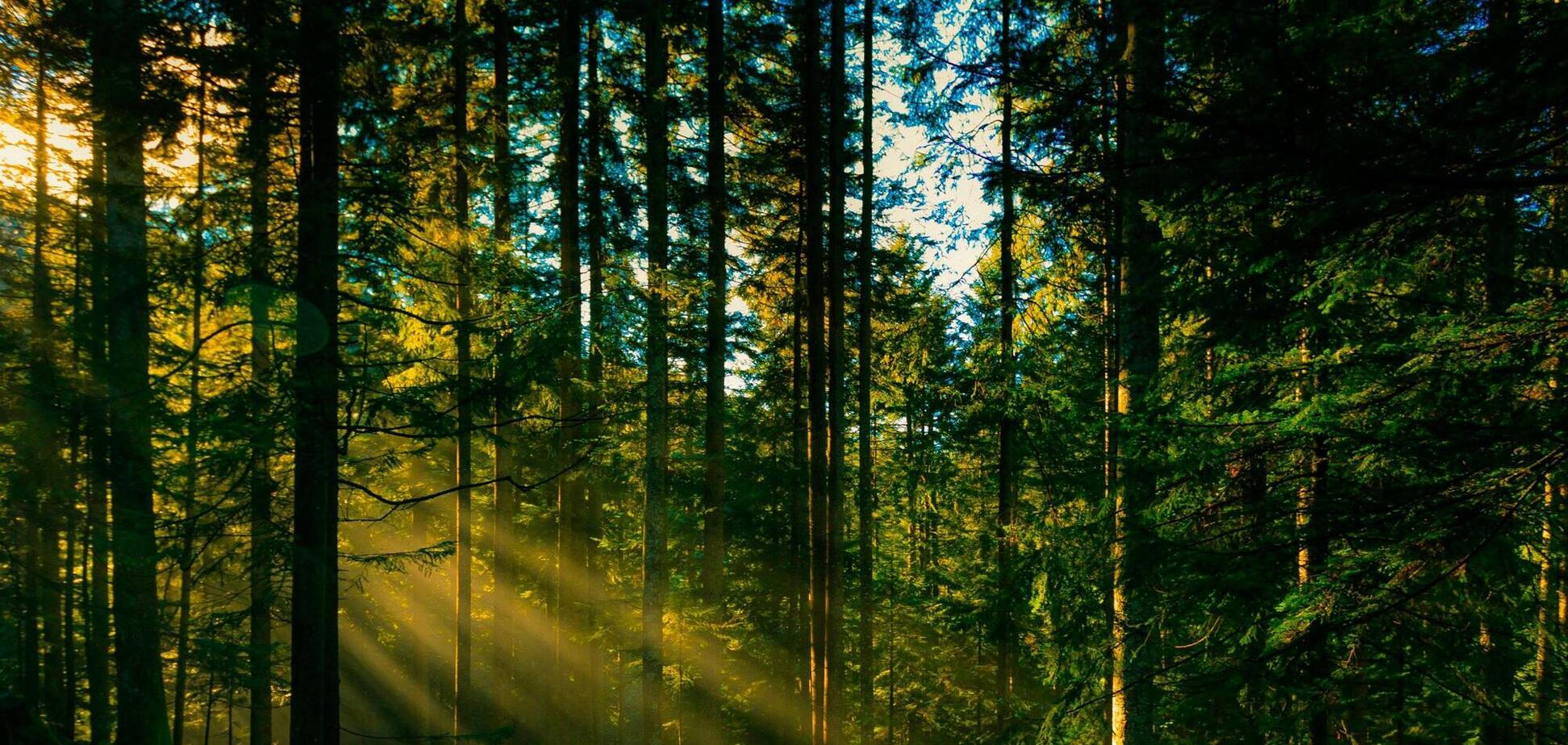 Лесная отрасль Украины имеет ряд реальных проблем