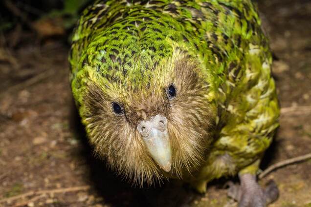 Папуга какапо, який не літає, став птахом року в Новій Зеландії: як виглядає