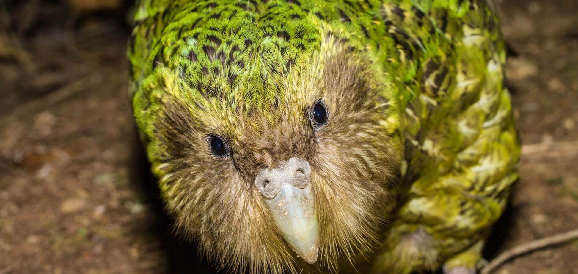 Нелетающий попугай какапо стал птицей года в Новой Зеландии: как выглядит