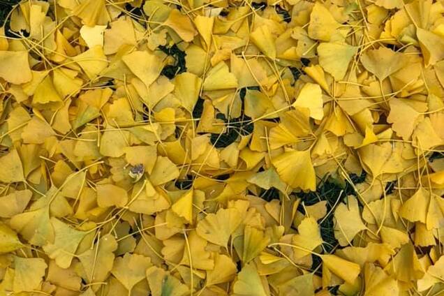 В Киеве уникальные деревья сбросили все листья за одну ночь: впечатляющие фото