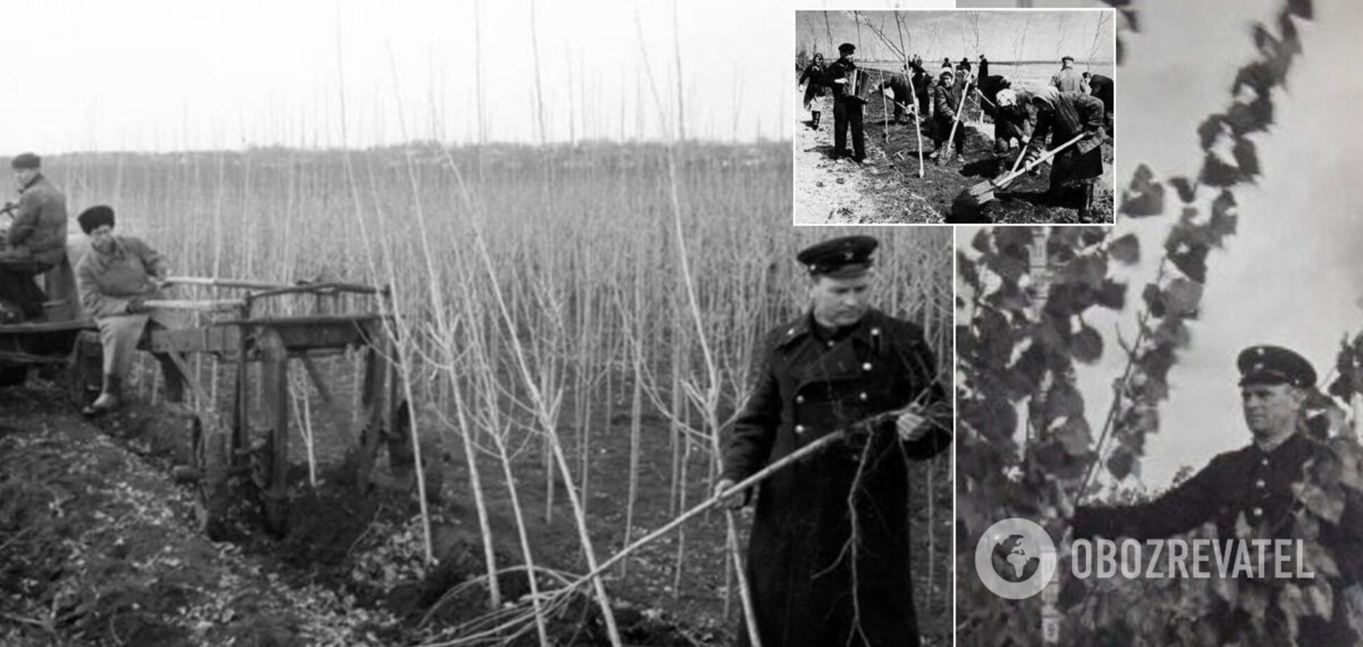 Почему в СССР везде высаживали тополя