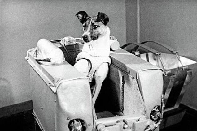 Лайка в космосі - СРСР