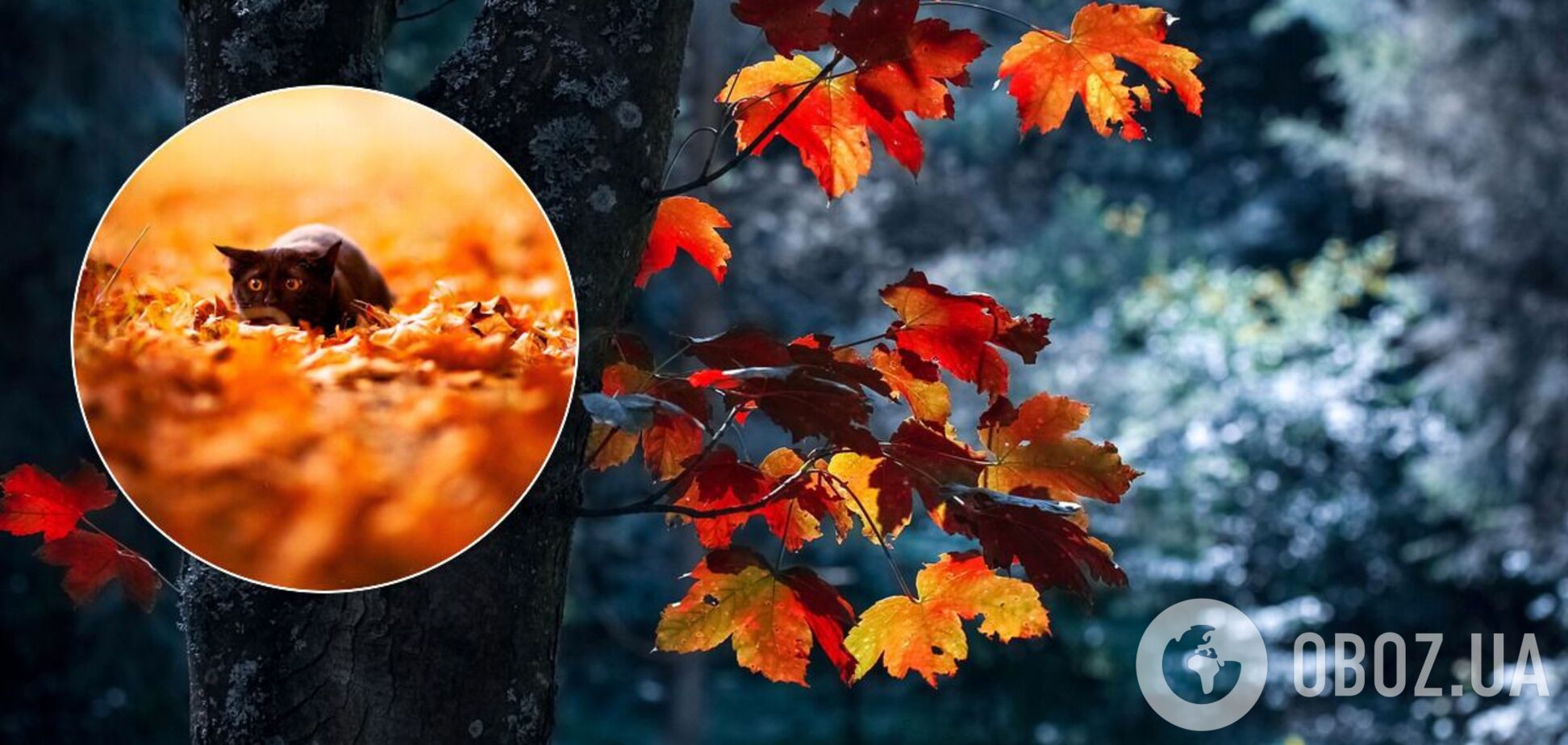 До +10: синоптик назвал дату потепления в Украине