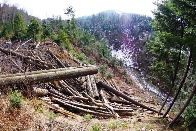 Власть призвали защитить Карпаты от вырубки: Украине может грозить экокатастрофа из-за манипуляций по экологии
