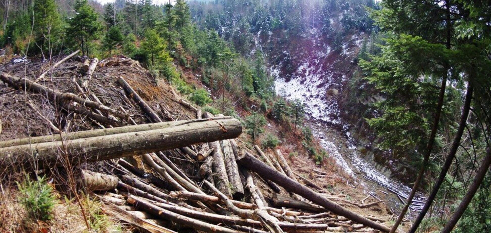 Президента Зеленского попросили остановить экологическую катастрофу в Карпатах