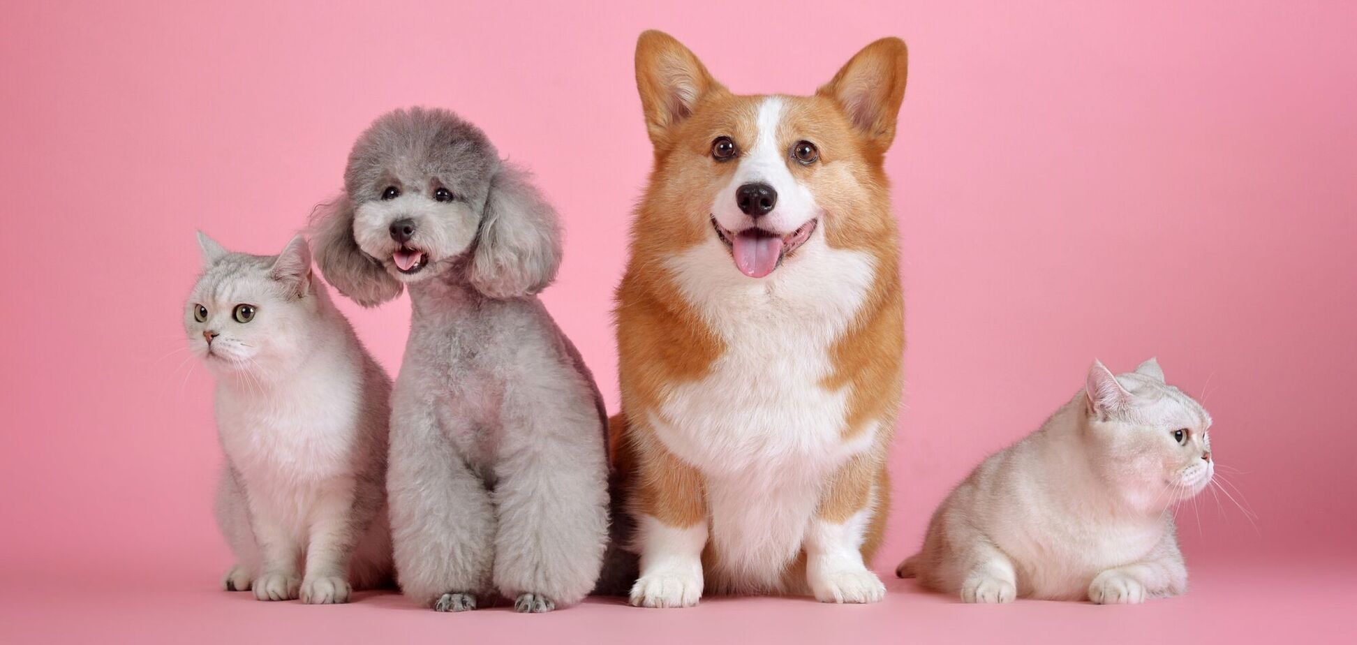 Домашние животные