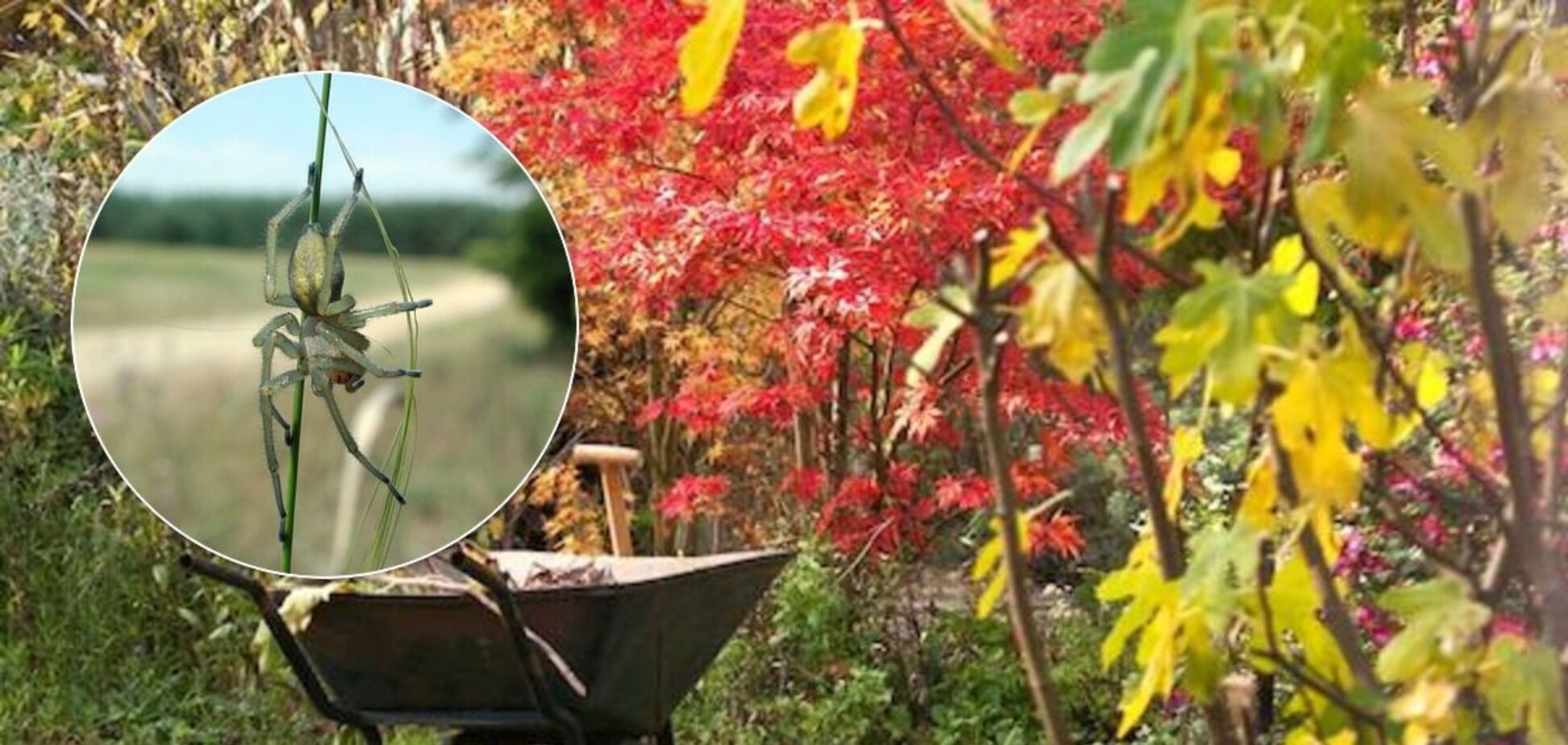 Мужчине отрезали ноги из-за укуса ядовитого паука: подробности трагедии на Днепропетровщине