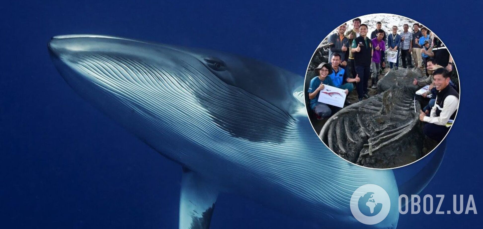 Киты Брайда до сих пор встречаются в водах вокруг Таиланда