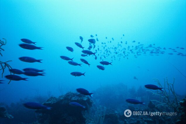 На глубине океана нашли новый вид хищных животных. Видео