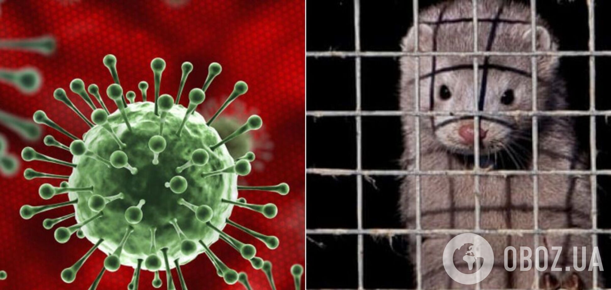В Дании из-за коронавируса уничтожат миллионы норок