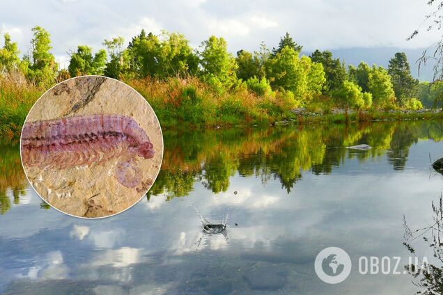 Найдено недостающее звено в эволюции: существо с пятью глазами