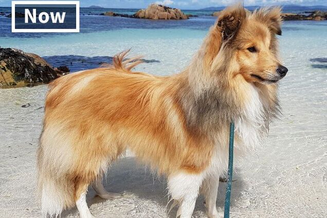 Як популярні породи собак змінилися за 100 років