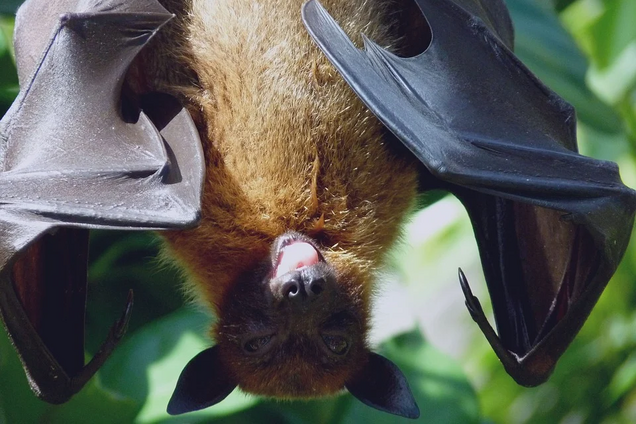 Схожий із COVID-19 вірус знайдений у посліді японських кажанів