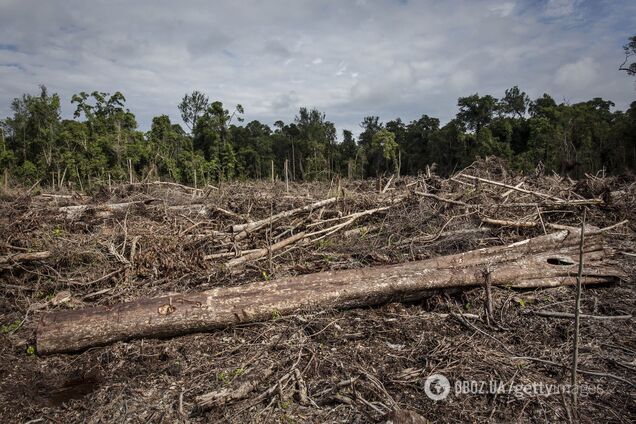В Украине незаконная вырубка лесов выросла в семь раз: эксперты объяснили, в чем проблема
