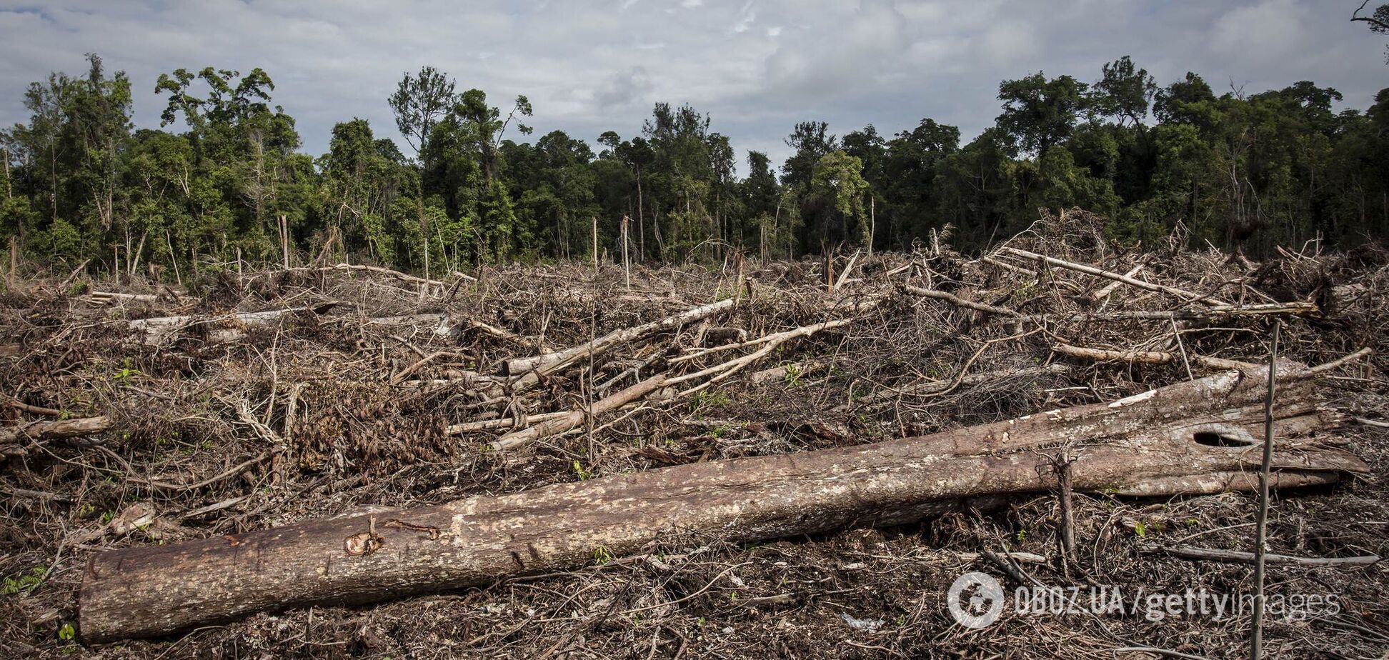 В Украине незаконная вырубка лесов выросла в семь раз: эксперты объяснили, в чем проблема