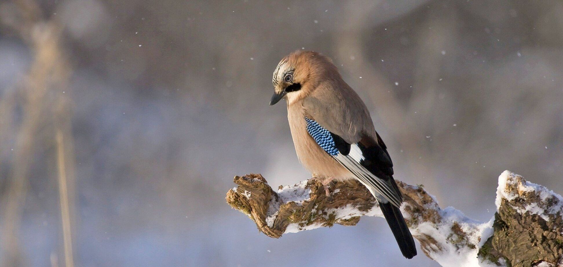 Что отмечают 2 декабря: праздники и приметы