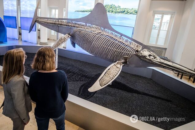 Знайдено давню істоту з 200 зубами. Фото