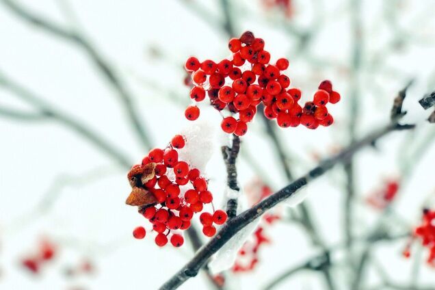 Что отмечают 14 декабря