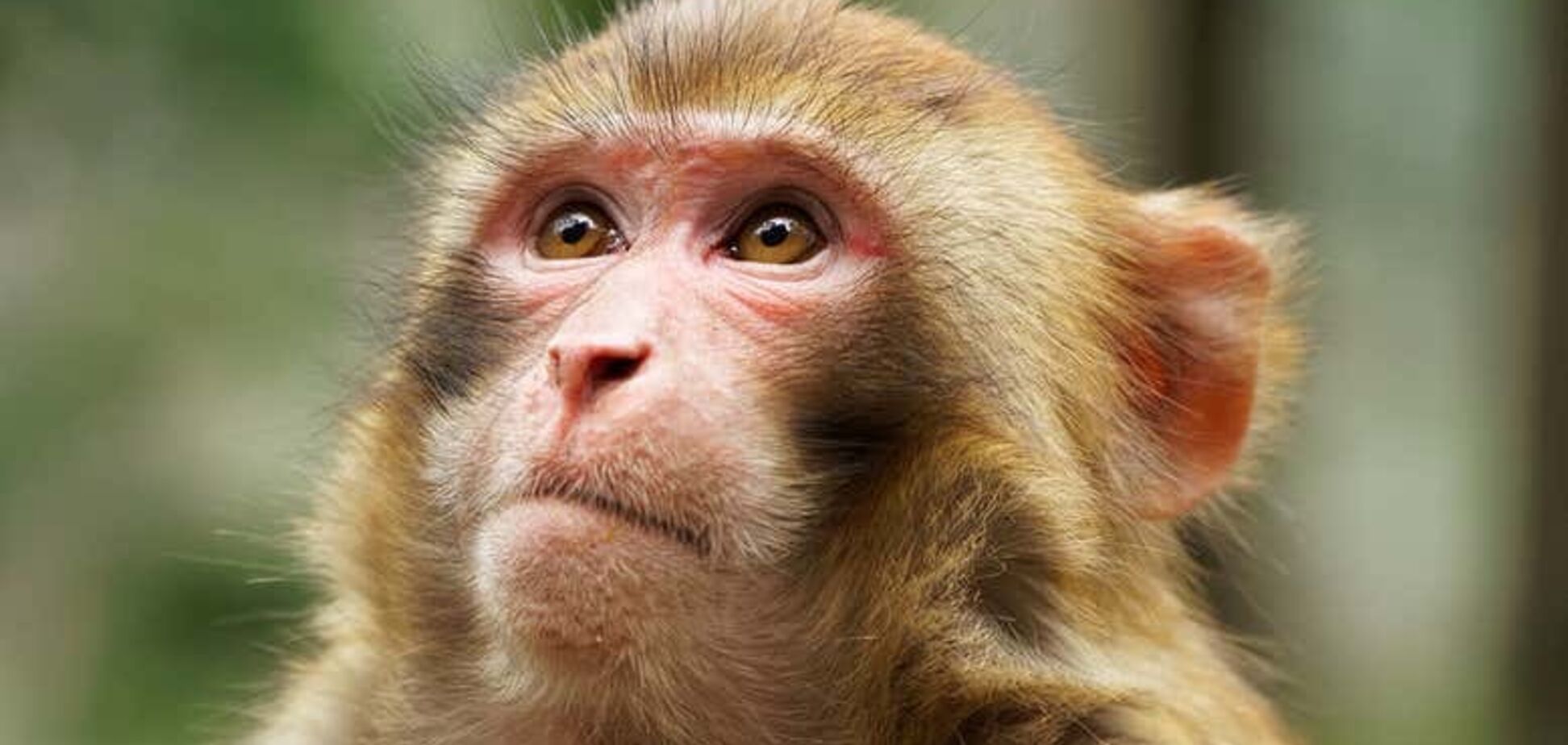 Макак использовали в качестве подопытных в исследовании