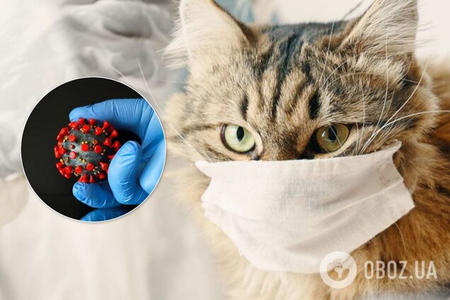 Коронавирус у животных