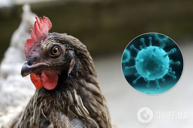 Птичий грипп