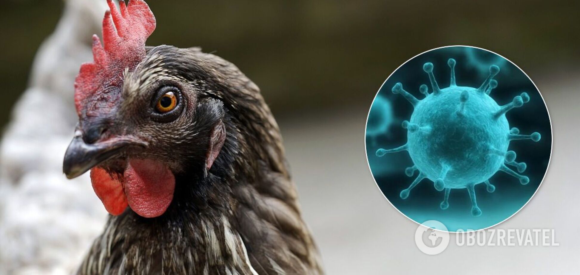 Птичий грипп 