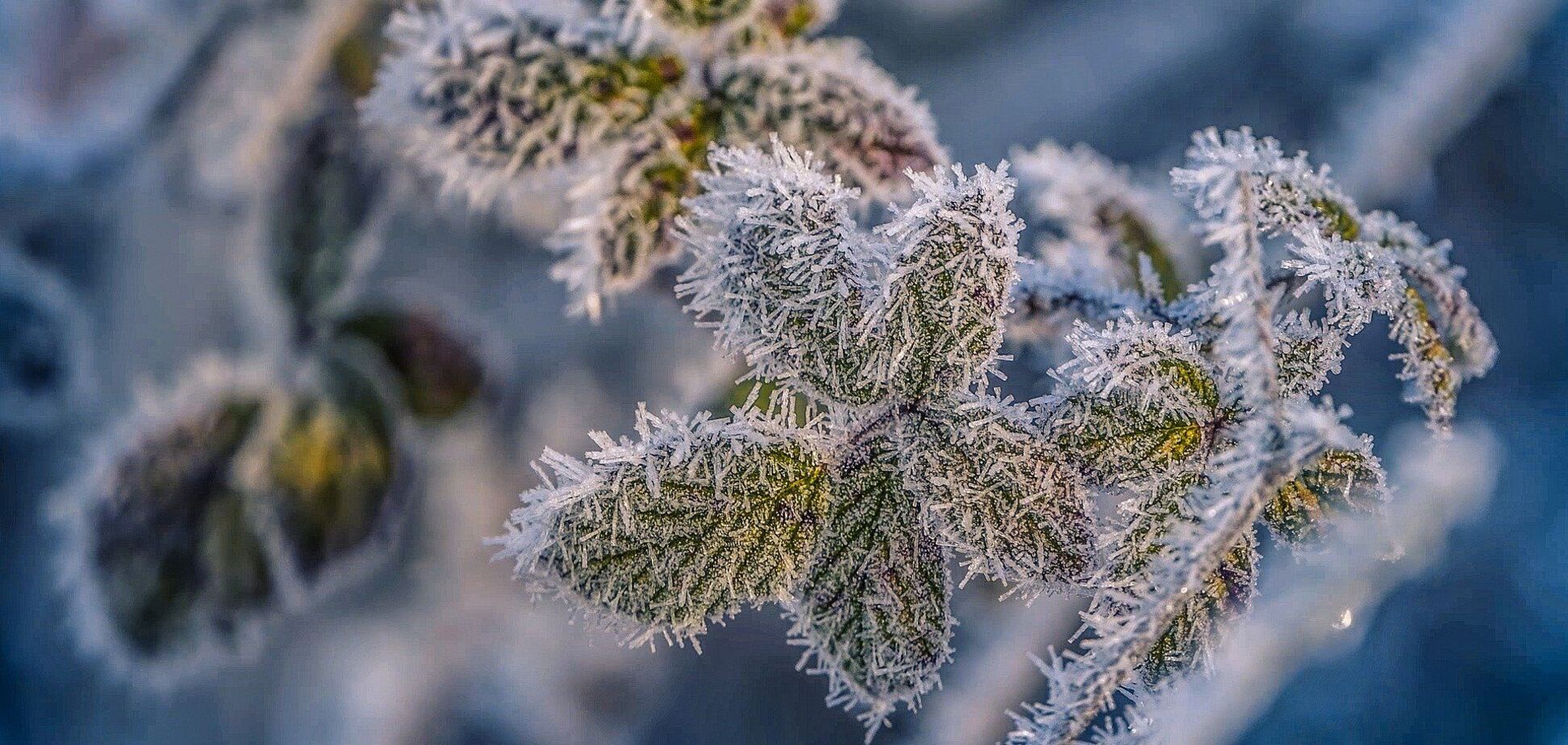 Что отмечают в Украине 15 декабря