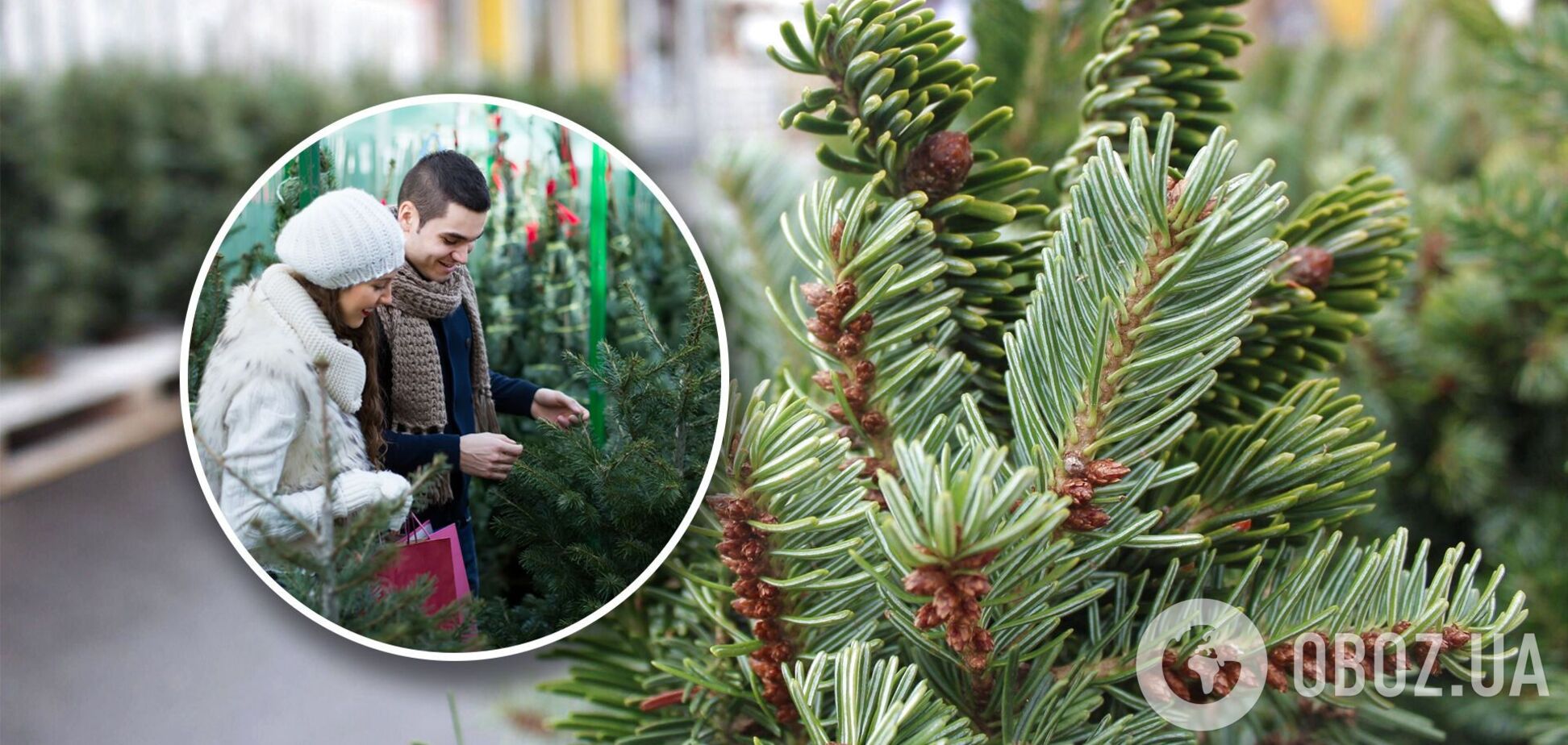 В Украине начали продавать новогодние елки: как выбрать и сколько стоят деревья