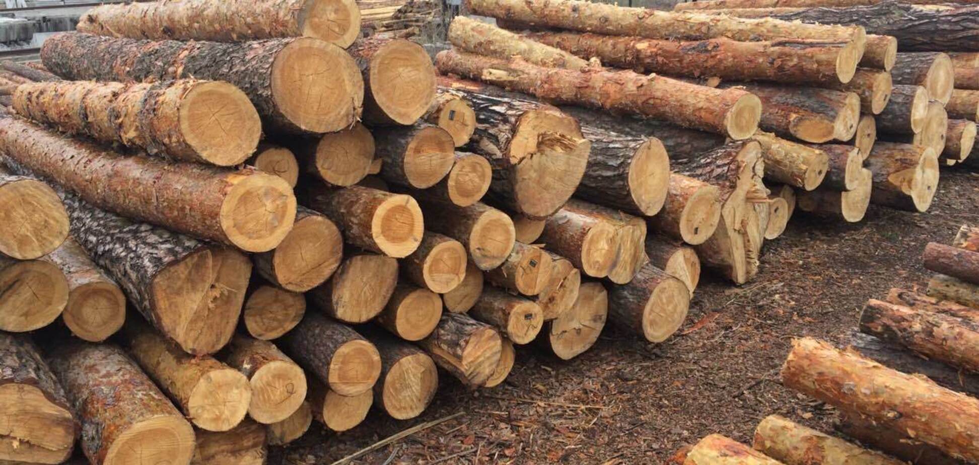 Експорт лісу-кругляка: як змусити Європу враховувати інтереси України