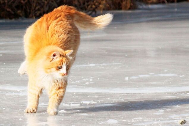 Ожеледиця в Україні