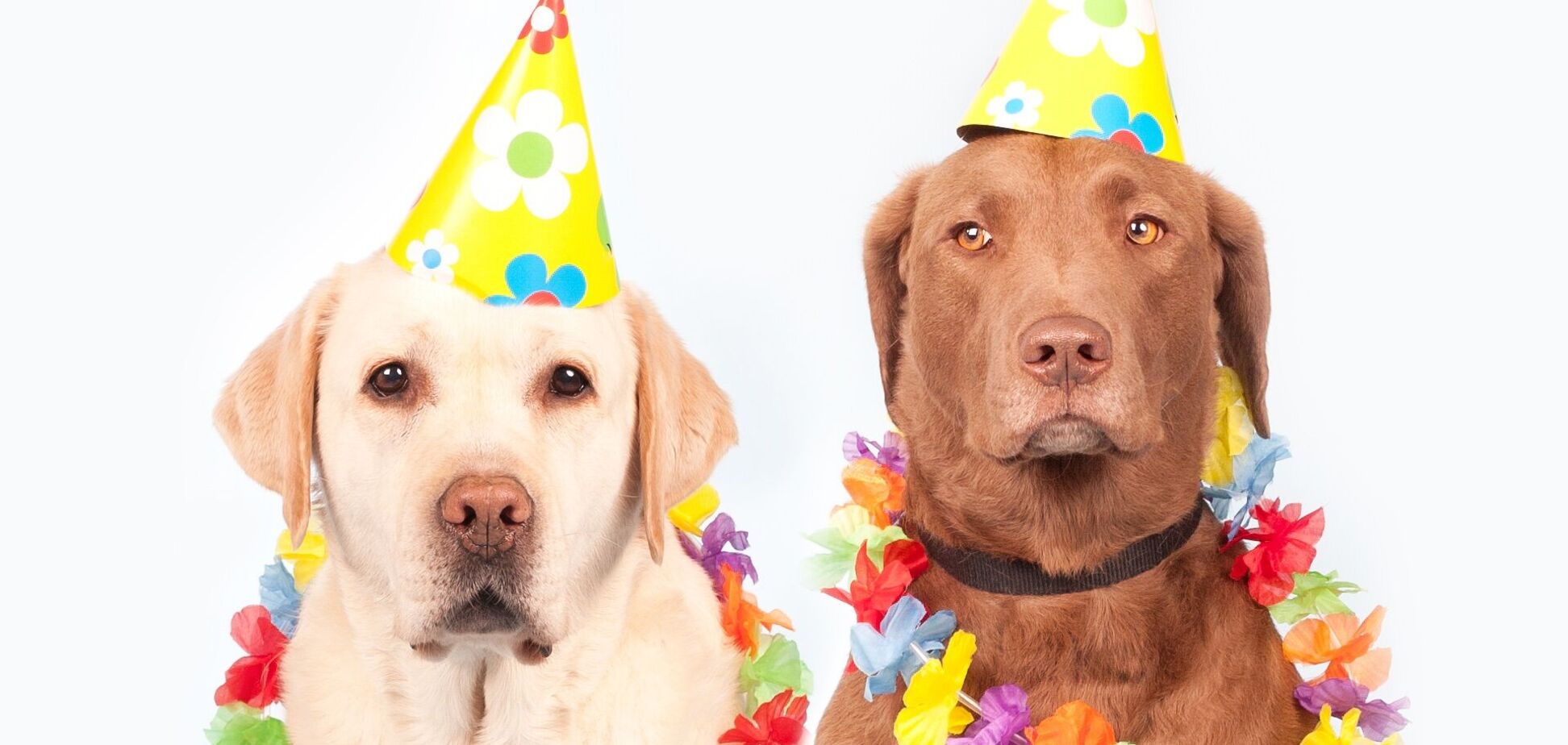 Подборка анекдотов поможет поднять настроение