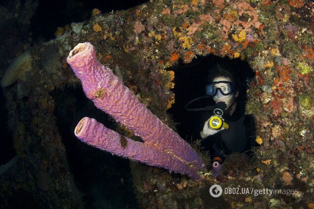 Названо найбільш далекого родича людини серед тварин