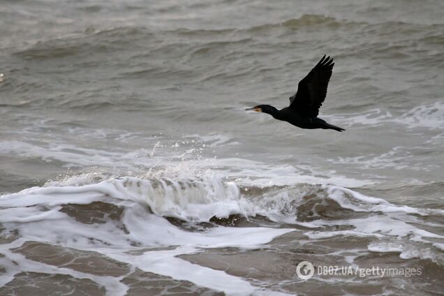 Справится ли киборг с 'потемкинскими деревнями' Государственной морской политики?