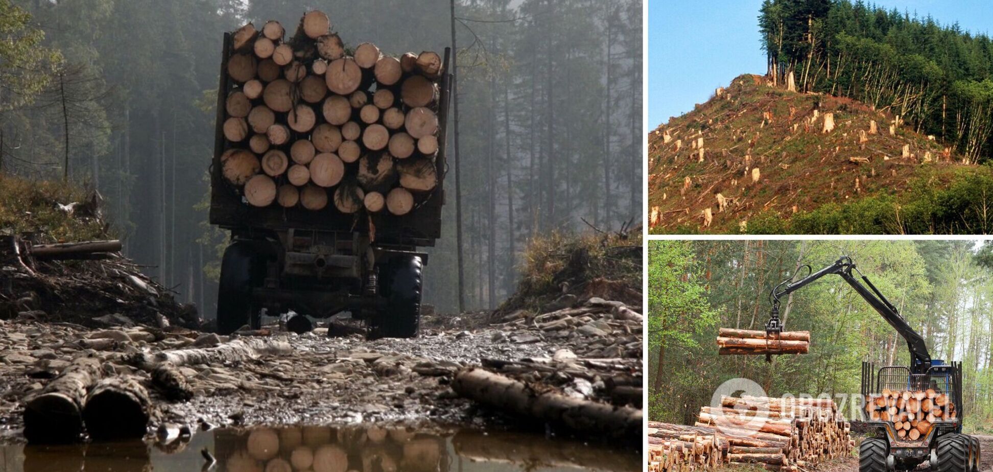 ЕС требует украинский лес: какое на самом деле решение принял арбитраж и что дальше