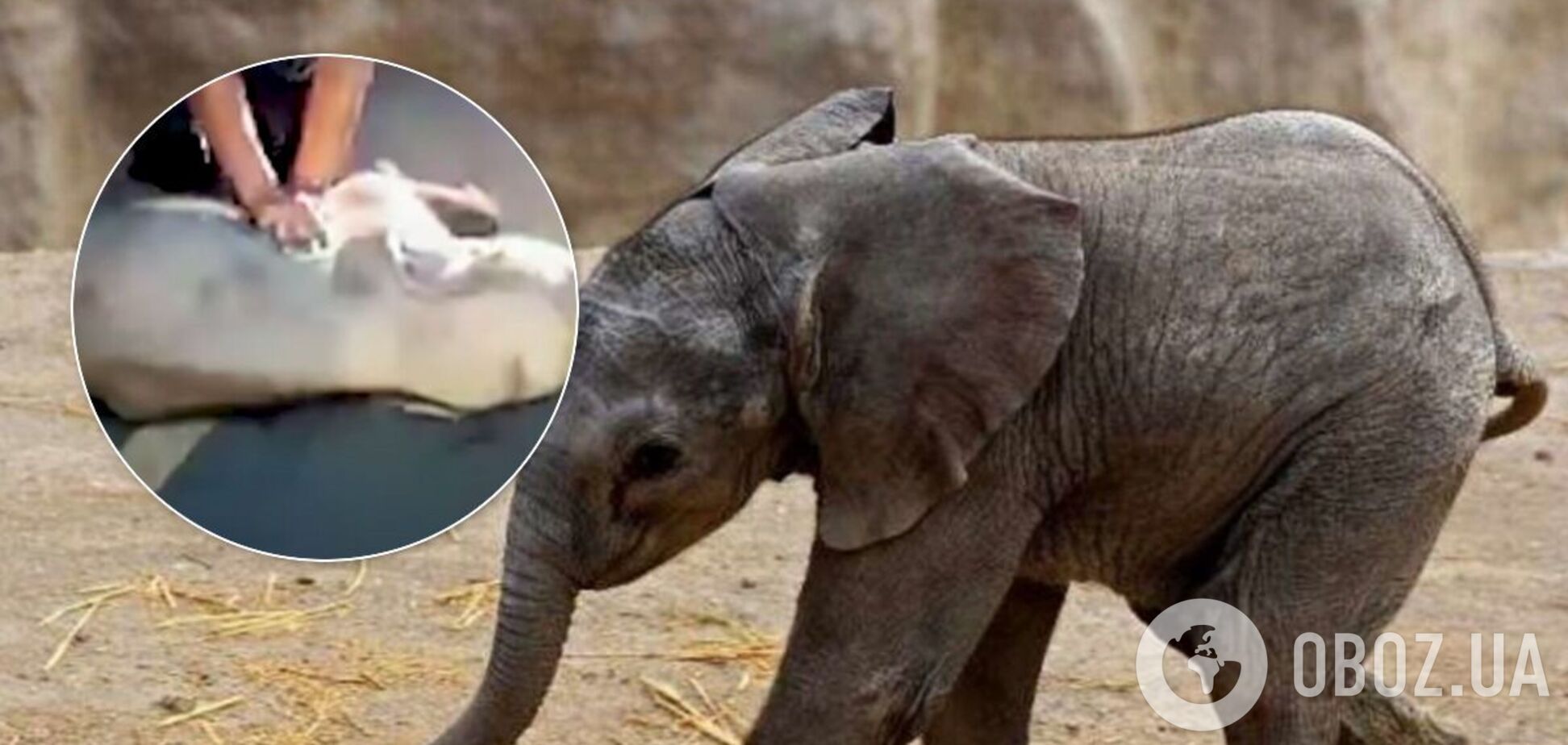 Слоненя вдалося реанімувати через 10 хвилин