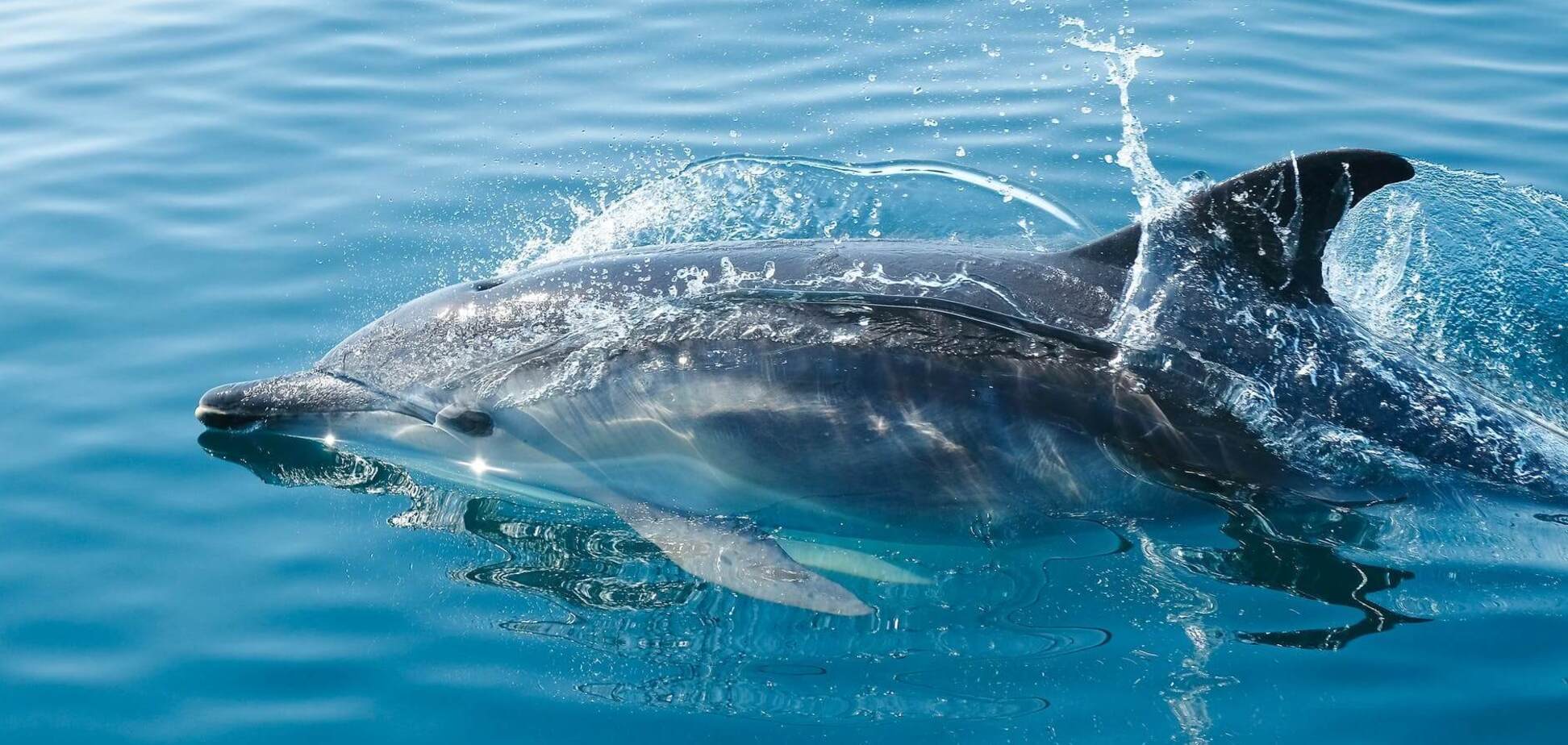 В Крыму погибло рекордное количество дельфинов