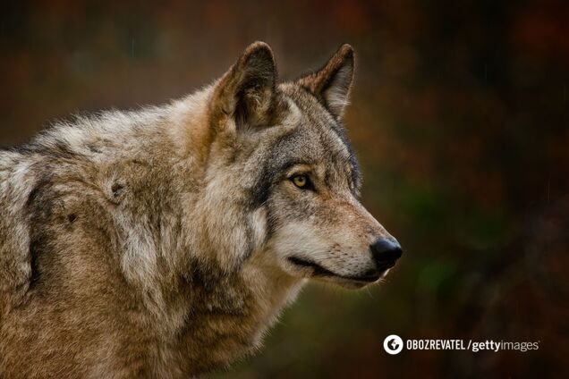 Поселок Ворохта на Прикарпатье атаковали волки
