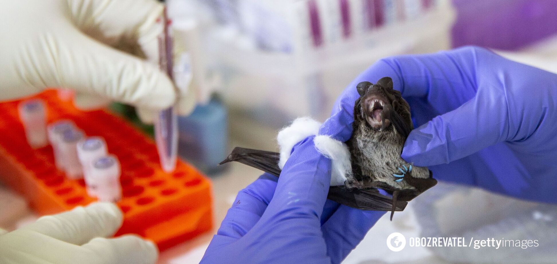 В Китае у летучих мышей выявили новые виды коронавируса, которые передаются людям, – вирусолог из Уханя