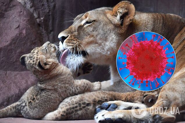Львы заразились коронавирусом