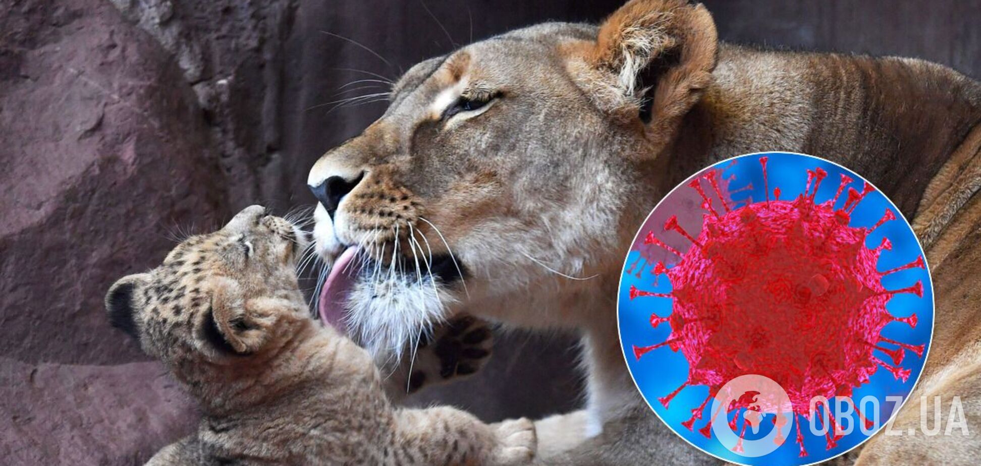 Львы заразились коронавирусом
