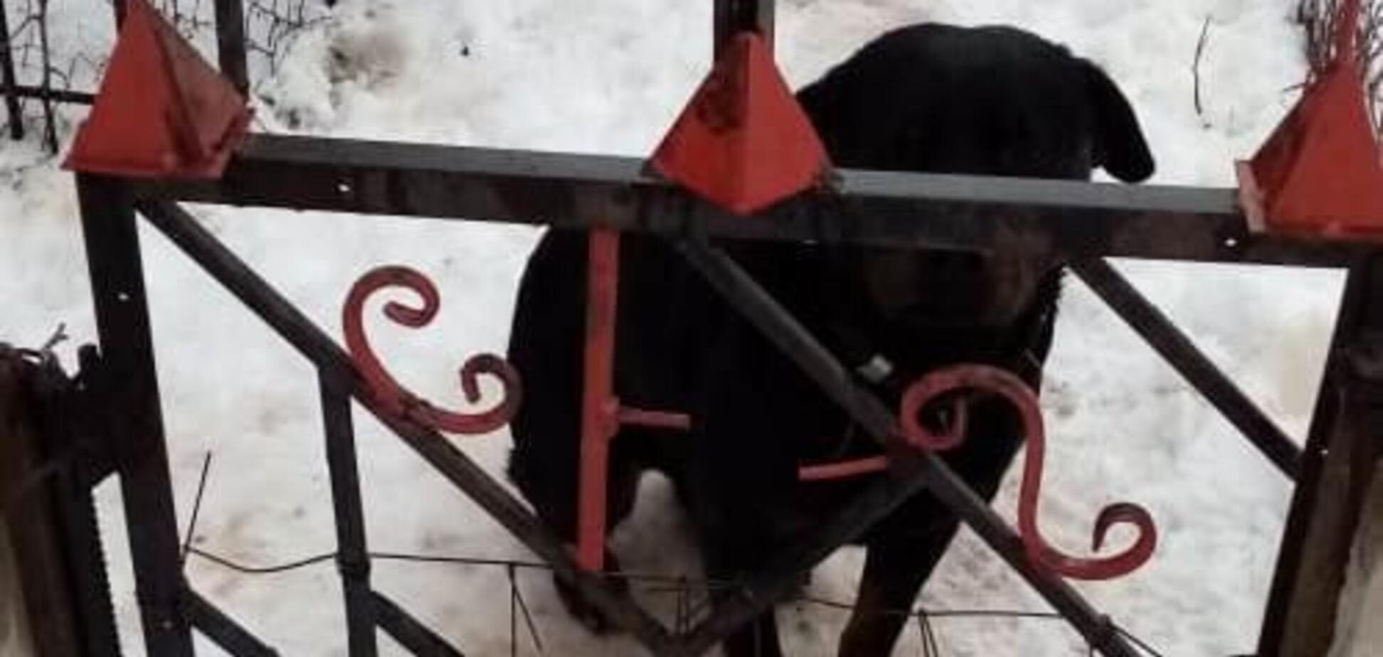 На Харківщині ротвейлер на смерть загриз 4-річного малюка: фото собаки-вбивці
